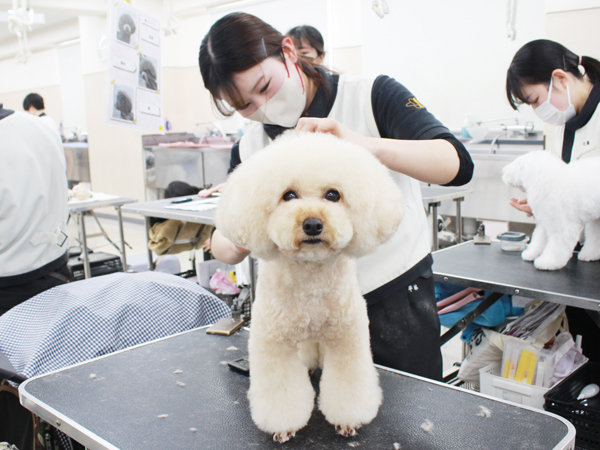 お客様の愛犬をトリミング♪